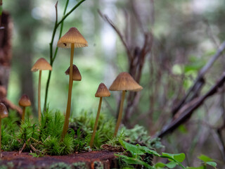 Mushroom in the forest