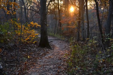 Obraz premium Sunlight filters through trees in a wooded area, Reflect the ever-changing colors and light of sunrise and sunset on the trail