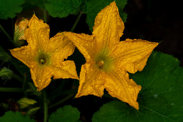 Zucchini or courgette flowers. Large yellow zucchini flowers and green leaves.