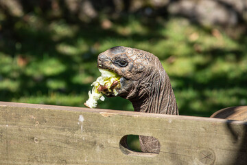 Huge Tortoise At The Zoo 8