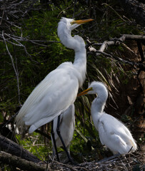 White Heron with chicks