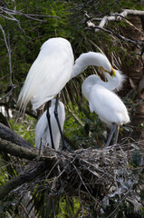 White Heron with chicks
