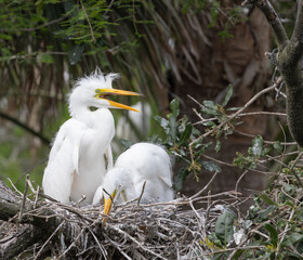 White Heron Chicks