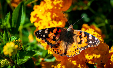 Schmetterling 3