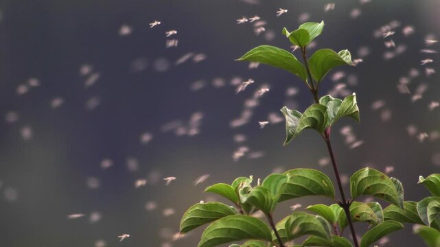 A static shot captures a swarm of small lake flies (chironomids) buzzing around a tree branch with green leaves.