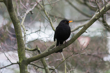 Amsel auf dem Ast 1
