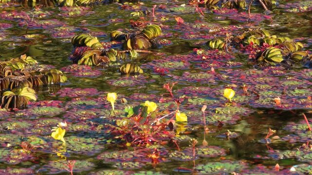 Aquatic plants natural pattern surface. Water caltrop lake. Trapa bicornis (Water Chestnut).