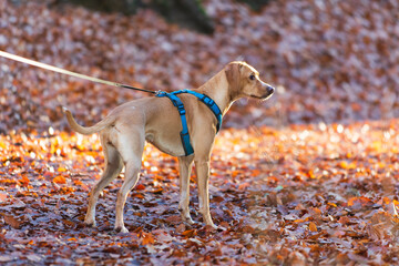 Brauner im Wald