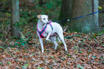 Weißer Hund im Laubwald 3