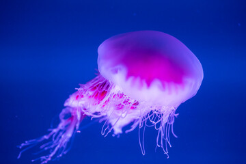 Pink lions mane jellyfish
