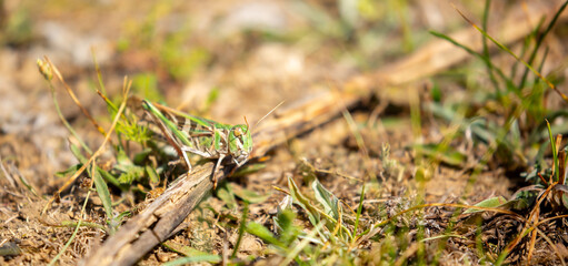 A green grasshopper sits in the grass on a bush. Great marsh grasshopper Stethophyma grossum, an endangered insect typical of wet meadows and marshes.