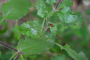 A tiny red beetle is sitting on the top of the holy basil leaf