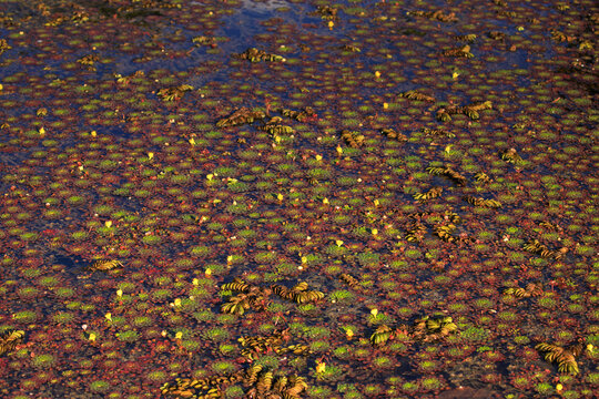Aquatic plants natural pattern surface. Water caltrop lake. Trapa bicornis (Water Chestnut).
