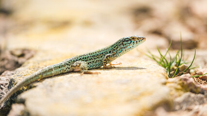 Endemic Sargantana Lizard Basking on a Rock