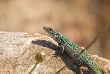 Green Lizard Sunbathing on Rock in Natural Environment