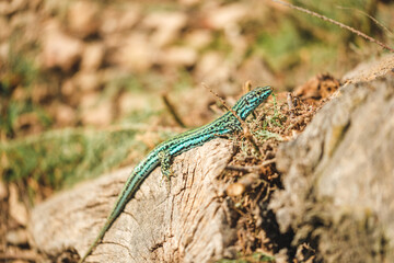Ibiza Wall Lizard Sunbathing on tree trunk