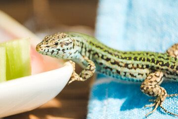 Endemic Ibizan Wall Lizard, Sargantana, Near Food