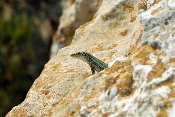 Green Lizard Perched on Rocky Surface in Natural Habitat