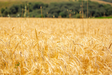 Wheat field on a sunny day. Grain farming, ears of wheat close-up. Agriculture, growing food...