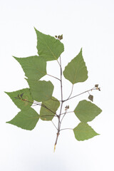 Dried birch tree leaves, herbarium on white background, top view