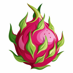Dragon fruit  art vector illustration