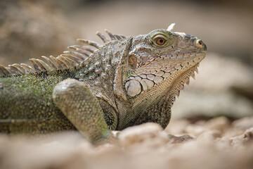 Iguana on dry ground in desert on sunny day