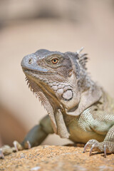 Fototapeta premium Iguana on dry ground in desert on sunny day