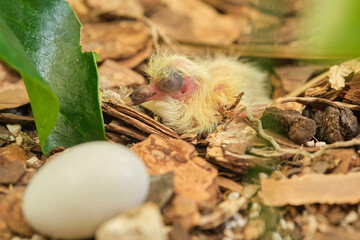 New born baby pigeon on rocky surface