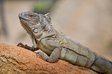 Iguana on dry ground in desert on sunny day