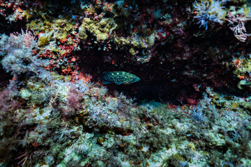Fish swimming over coral reef in clean ocean