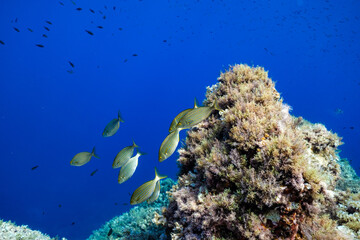 School of small fish with swimming around coral reef underwater in clean ocean water at Menorca's coves