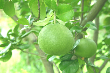 Pomelo fruit close up on a tree with bright green leaves in a farmer garden