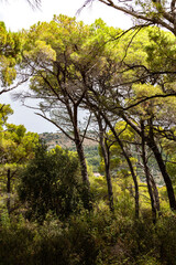 Tall pine trees in forest, above small town of Rogoznica, Croatia