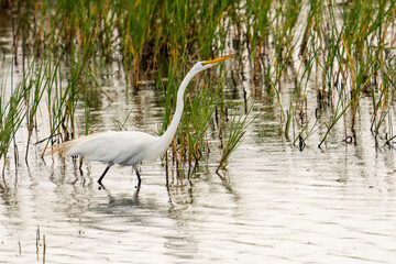 Great heron bird with white plumage and a yellow beak with still like legs is wading among aquatic...