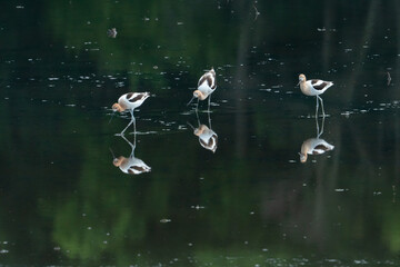 trio of American Avocets foraging for food in a shallow pool with reflections like glass on the calm water