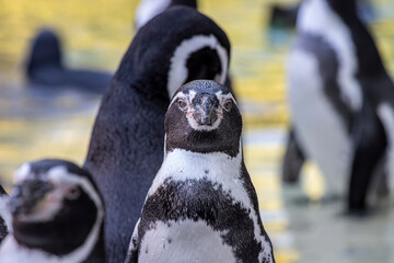 Penguin looking at me at the zoo