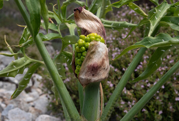 Unripe green seeds of Dragon lily, Dracunculus vulgaris