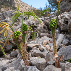 Unripe green seeds of Dragon lily, Dracunculus vulgaris, growing between rocks