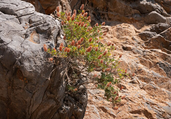 Cretan ebony with faded flowers growing in a rocky environment