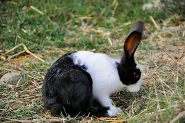 Mellerud Kaninchen