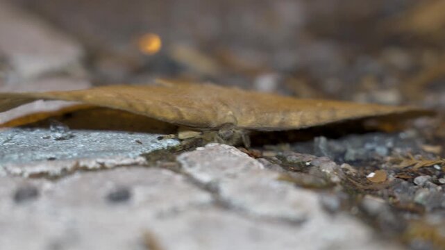 Dry leaf moth (Sphingognatha asclepiades), family Eupterotidae, mimicking a dead leaf on the ground. Close up dead leaf butterfly