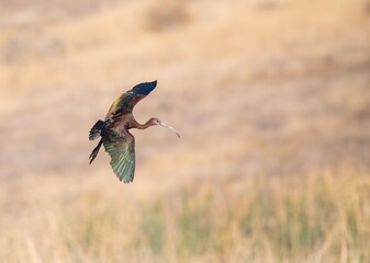White faced ibis landing with wings wide open at golden hour showing off its shimmer