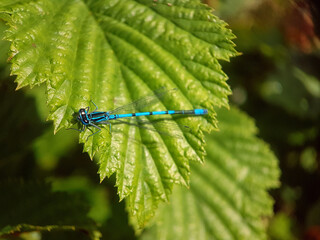 Damselfly dragonfly on leaf summer