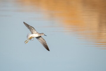 Yellowleg bird in flight over a blue and orange shallow pond