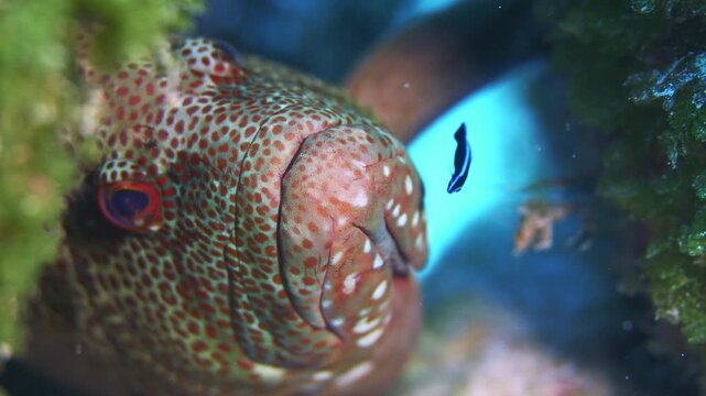 A beautiful Graysby grouper remains calm and patient while getting cleaned by a cleaner fish.