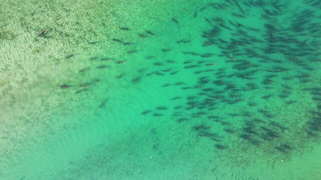 Large school of sockeye salmon in a river in British Columbia, Canada.