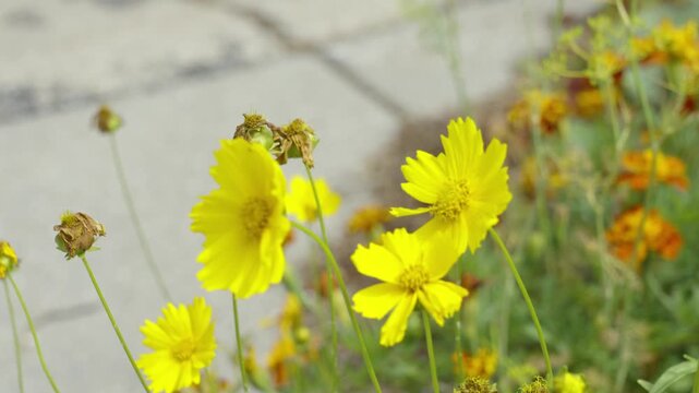 Slow motion look at wind lightly ruffling tickseed flowers.