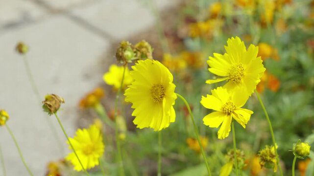 Light breeze pushing through the delicate yellow petals.
