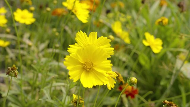A yellow Tickseed flower in full Summer Bloom.