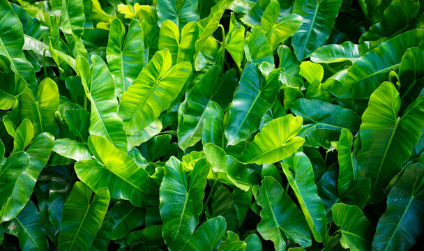 Fototapeta Green Philodendron (Philodendron Burle-marxii) leaf pattern. Heart-shaped. Tropical leaves in nature garden background.